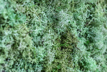 MP-01004 Moss Panel Dark Green
